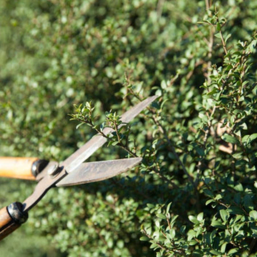 庭木剪定 東海市 | 東海市で庭木剪定ならお庭の窓口東海市