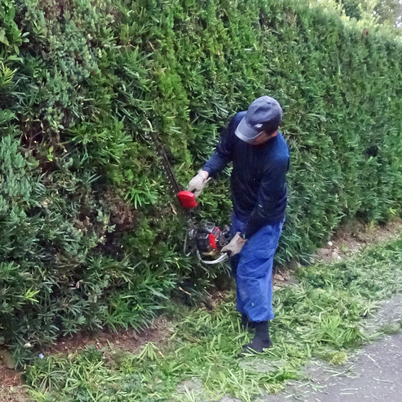 生垣剪定 東海市 | 東海市で生垣剪定ならお庭の窓口東海市