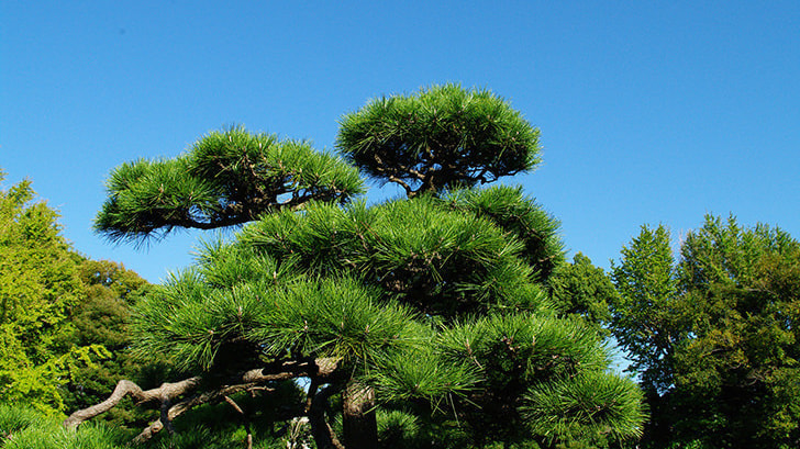 工事完成 | 東海市で庭木の剪定・伐採ならお庭の窓口東海市