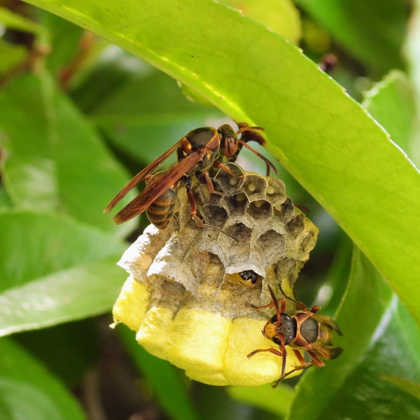 蜂の巣駆除 東海市 | 東海市で蜂の巣駆除ならお庭の窓口東海市